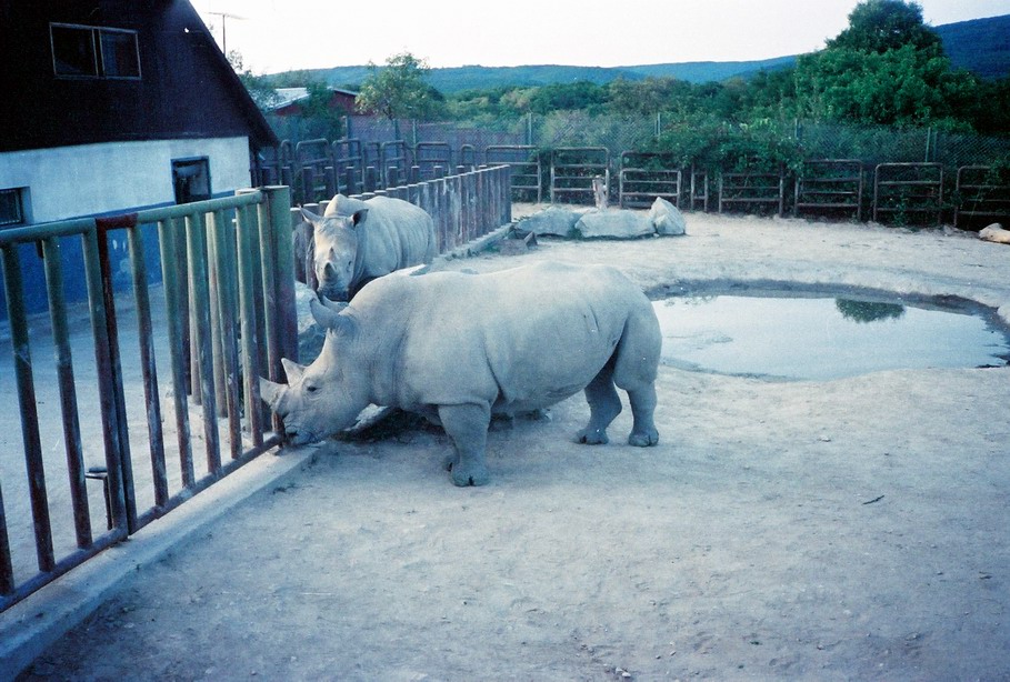 White Rhinoceros in the Bratislava ZOO