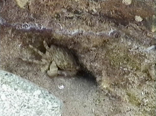 Hiding little crab