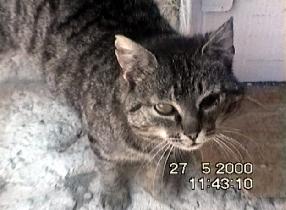 Čičvor got into fight recently (May 2000) Čičvor got into fight recently (May 2000)
