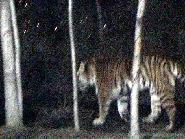 Tiger at distance