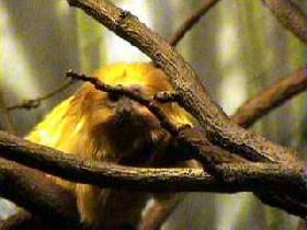 Lion Tamarin (December 2003) Lion Tamarin (December 2003)