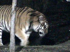 Bronx ZOO - Bronx Lights (December 2003) Bronx ZOO - Bronx Lights (December 2003)