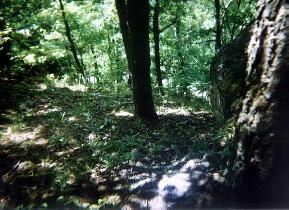 Those dark woods photographed Jojo too (May 2003) Those dark woods photographed Jojo too (May 2003)