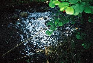 Paťo on creek (August 2003) Paťo on creek (August 2003)