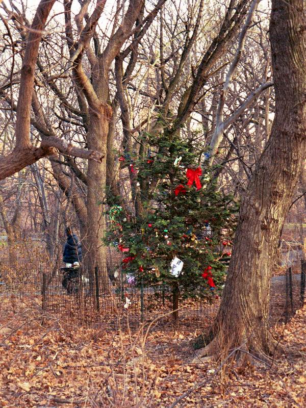 Forgotten Christmas tree in Central Park