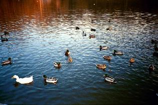 Fotografická súťaž (Január 2004) Fotografická súťaž (Január 2004)