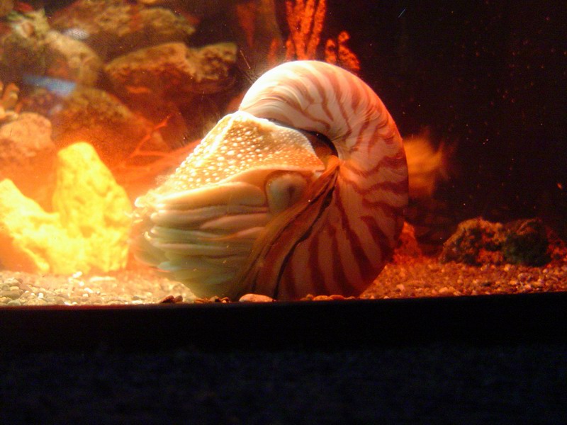 Nautilus pompilus - Chambered Nautilus