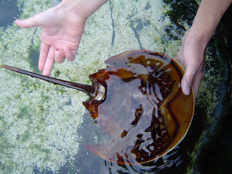 Horseshoe Crab