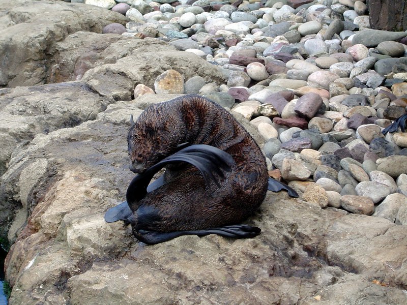 Sea Otter