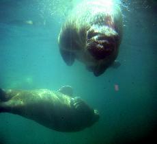 Walruses (August 2004) Walruses (August 2004)