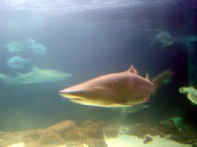 Sharks in aquarium (August 2004) Sharks in aquarium (August 2004)