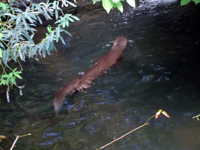 Otter (September 2004)
