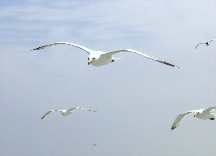 Seagulls everyvhere around (June 2004)