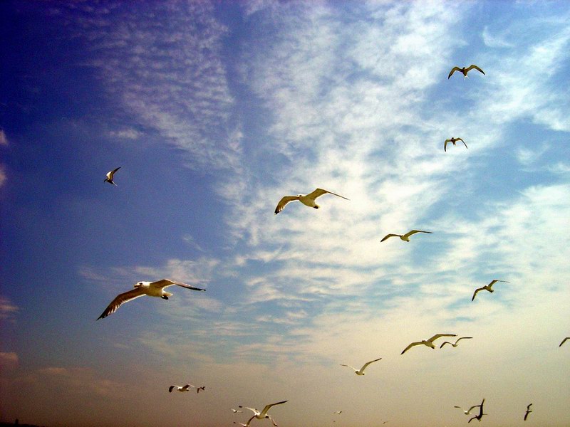 Seagulls everyvhere around (June 2004)