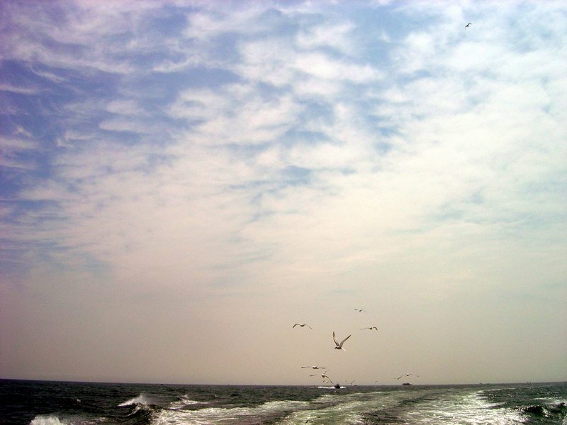 Seagulls everyvhere around picture 3190