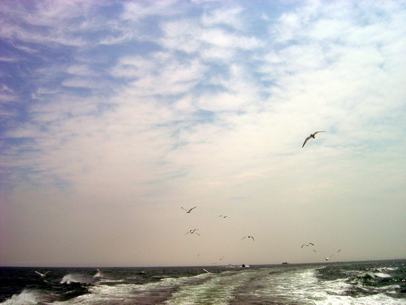 Seagulls everyvhere around picture 3191