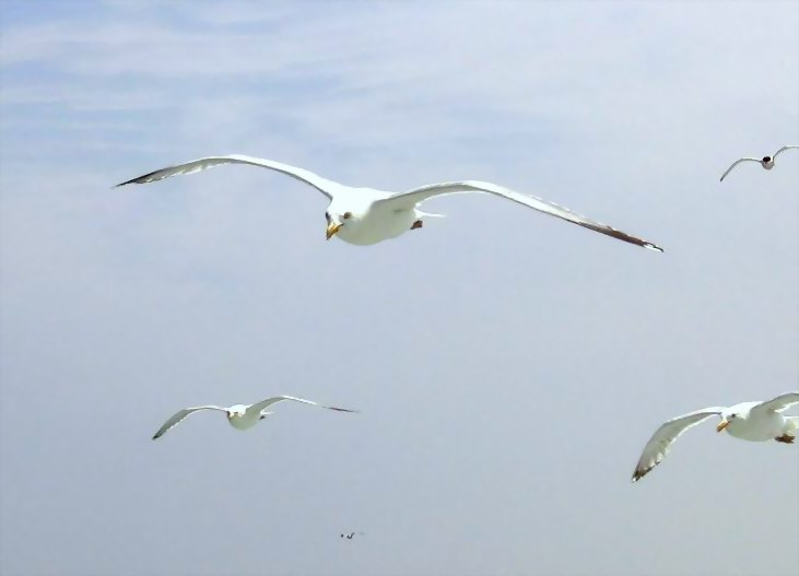 Seagulls everyvhere around picture 3230