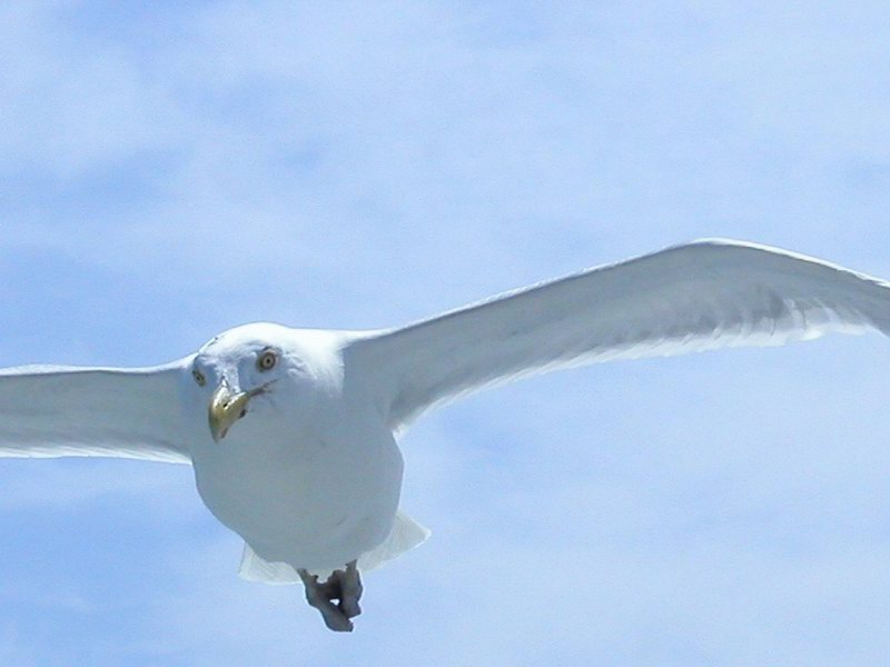 A seagull above our ship