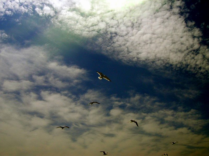 Seagulls everyvhere around picture 3208