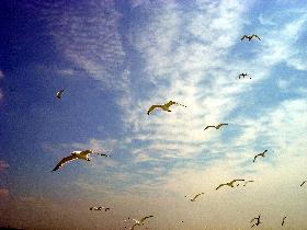 Seagulls everyvhere around (June 2004) Seagulls everyvhere around (June 2004)