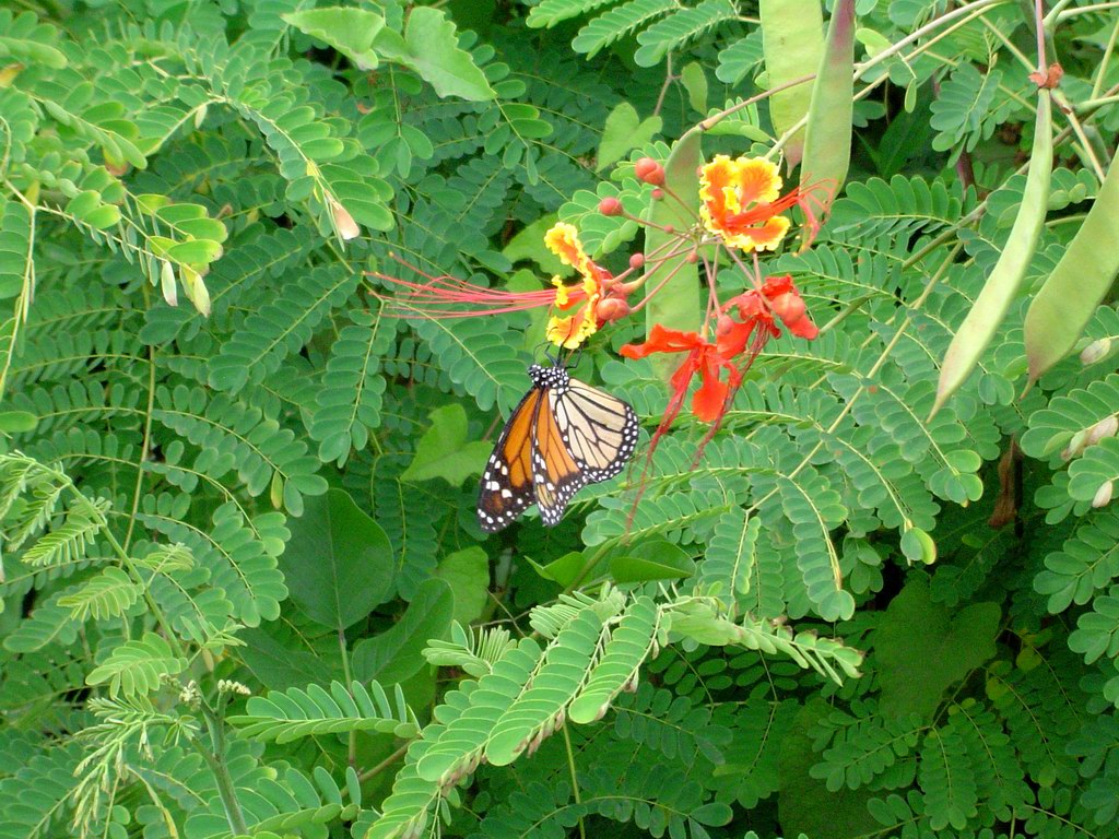 Butterfly (February 2005)