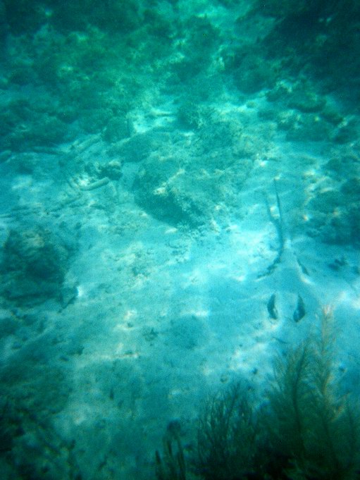 Ray hidden in the sand