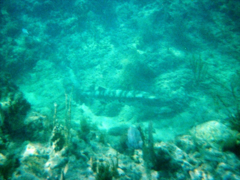 4-feet long barracuda