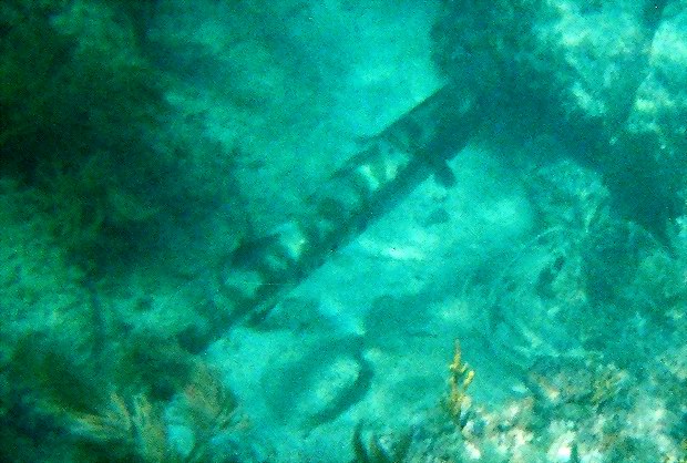 Almost four feet long barracuda