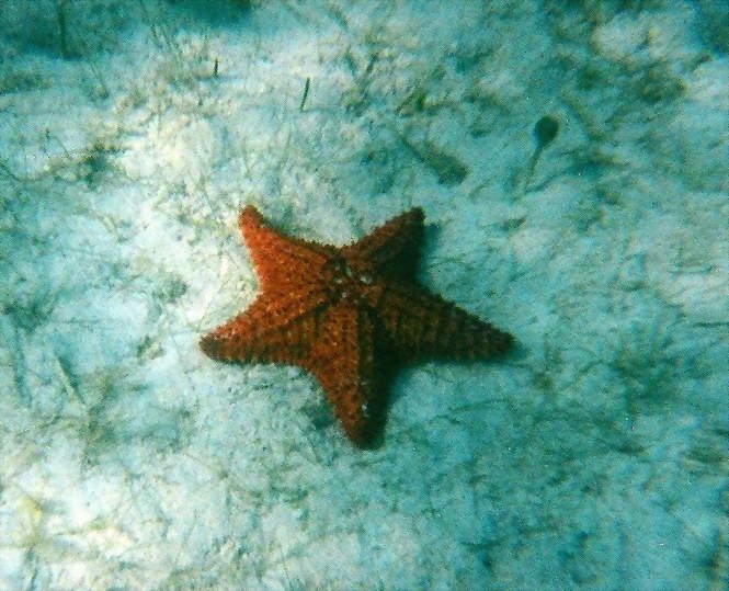 Morsk hviezdica