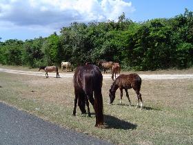 Horses are everywhere (February 2005) Horses are everywhere (February 2005)