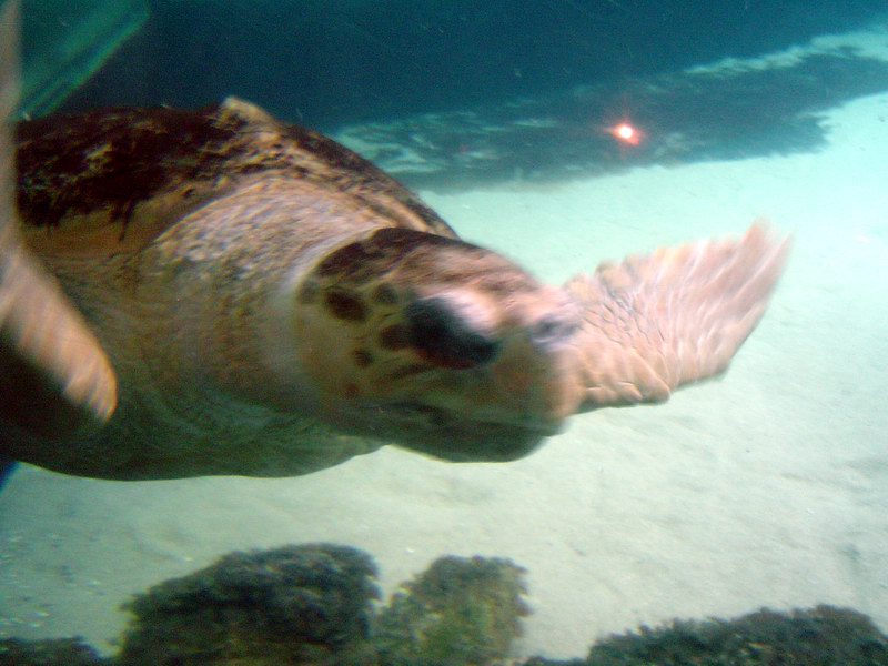 Brooklyn Aquarium picture 1193