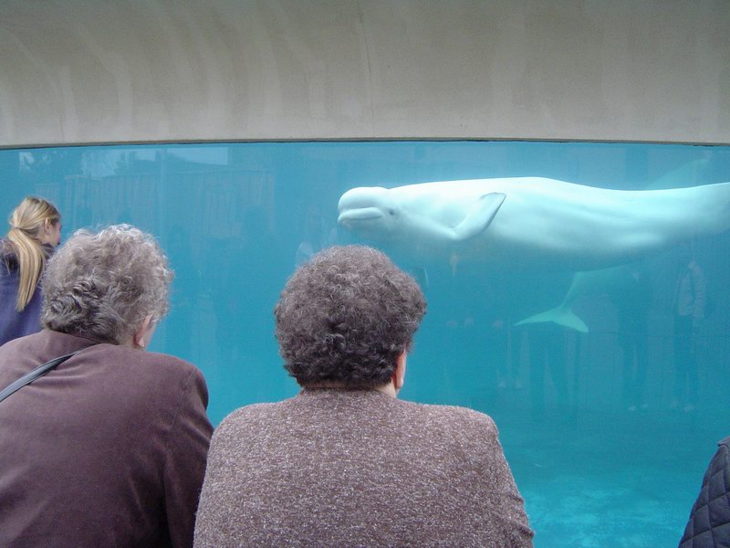 Beluga whale