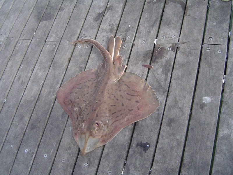 Nicely visible claspers of a male skate-fish