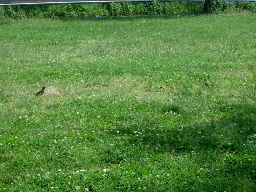 Wild parrots in Brooklyn 