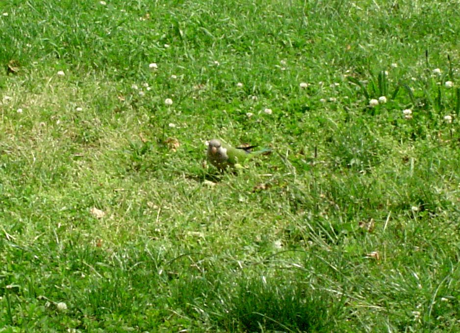 Green parrot in a grass - what could be better for a photographer