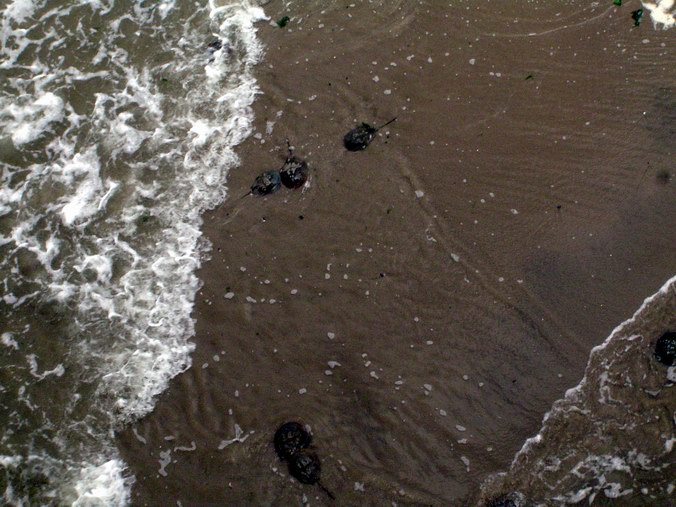 Horse-shoe crabs taken from a bridge