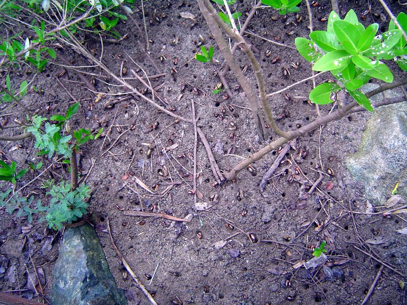 A lot of small fiddler crabs