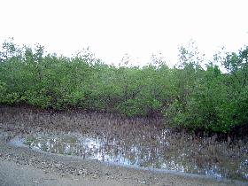 Laguna Kiani (July 2005) Laguna Kiani (July 2005)