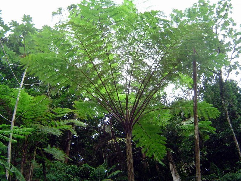 Fern of the size of a tree (July 2005)