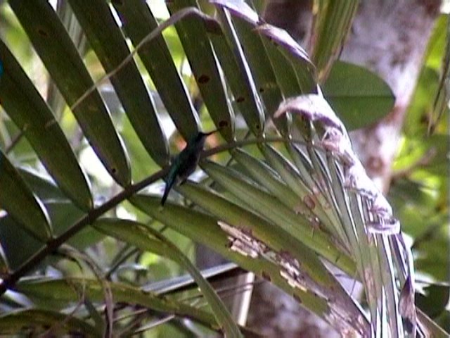 El Yunque - the tropical rainforest picture 3261