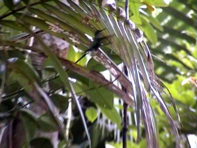 El Yunque (July 2005)