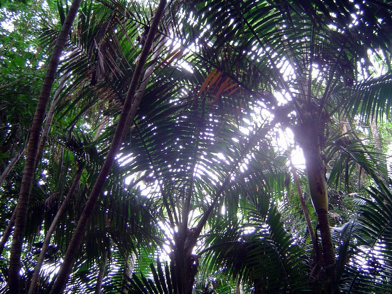 El Yunque - tropický dažďový les obrázok 3256