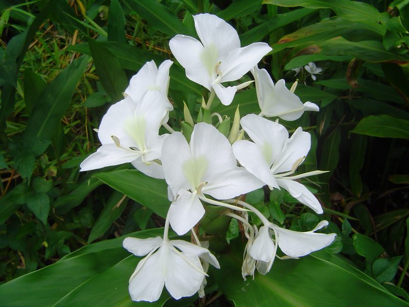 Bloom in rainforest (July 2005)