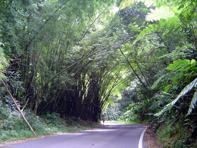 El Yunque picture 3246