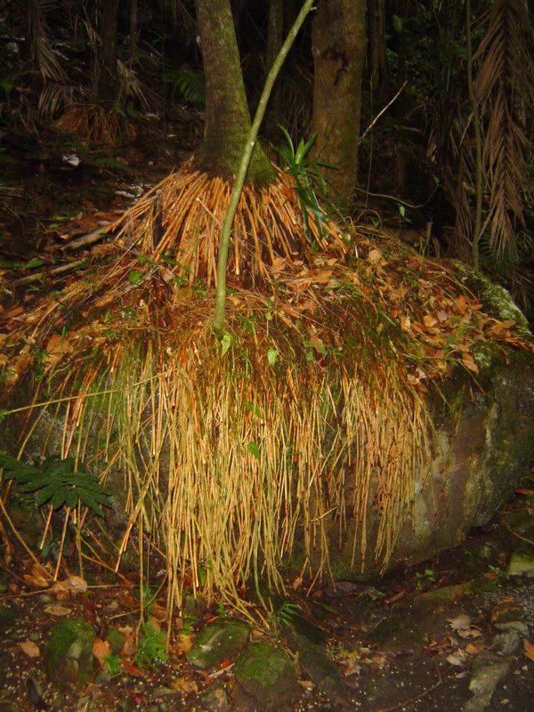 Cocos palm roots around a rock...