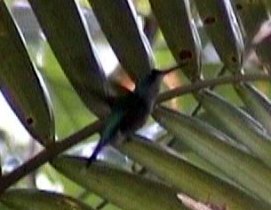 Hummingbird (July 2005) Hummingbird (July 2005)