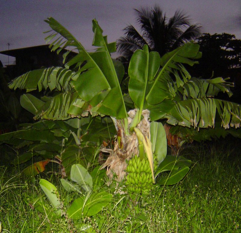 Banana tree with a bunch of fruits