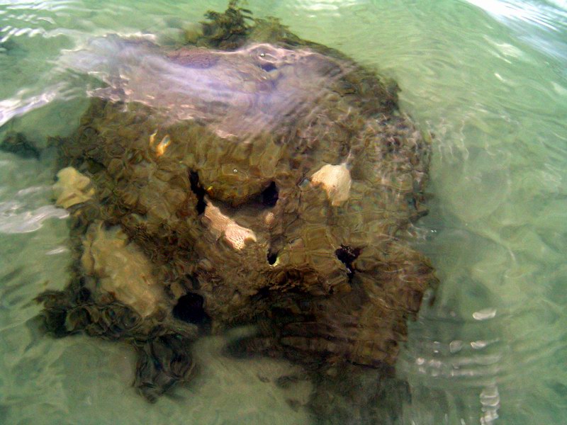 Coral reef in shallow water