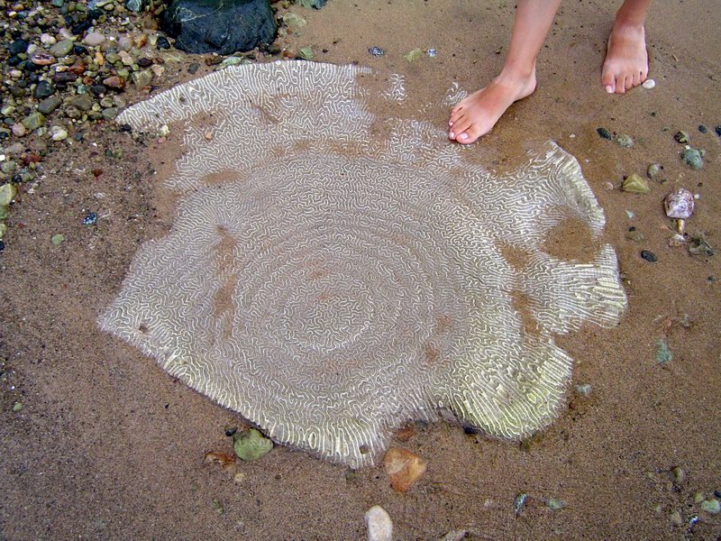 A beautiful coral on the beach