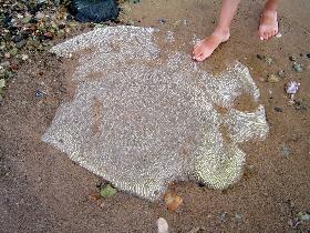 A beautiful coral on the beach (July 2005) A beautiful coral on the beach (July 2005)